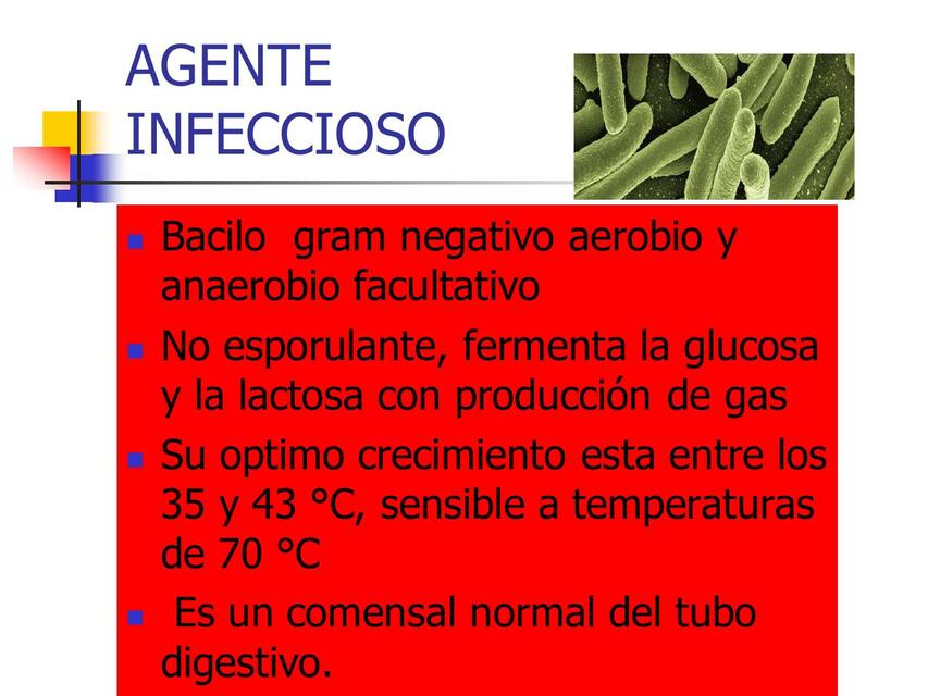 E Coli | Valentina Lopez | uDocz