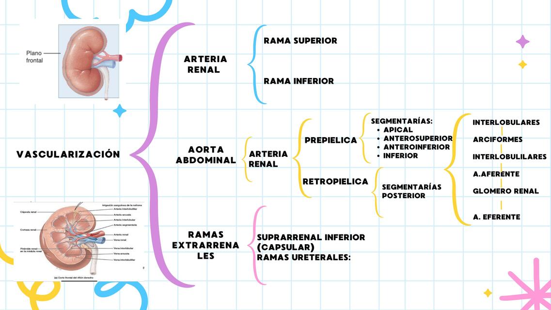 Vascularización Renal