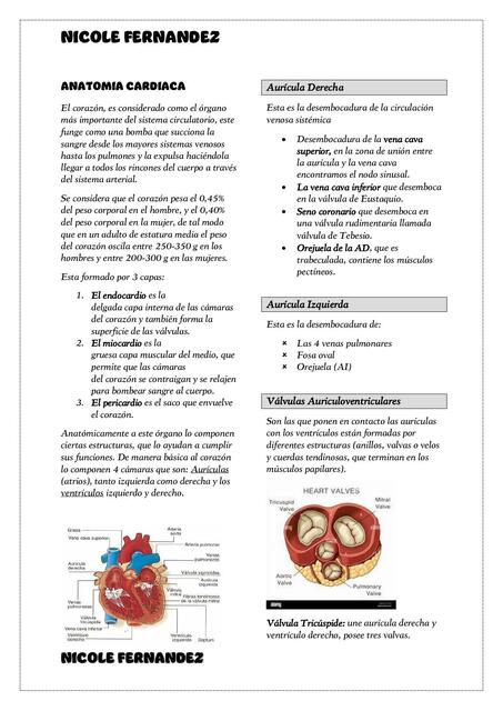 Anatomía Cardiaca 