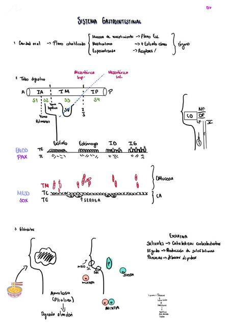 Sistema gastrointestinal     