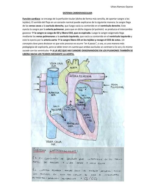 Sistema Cardiovascular