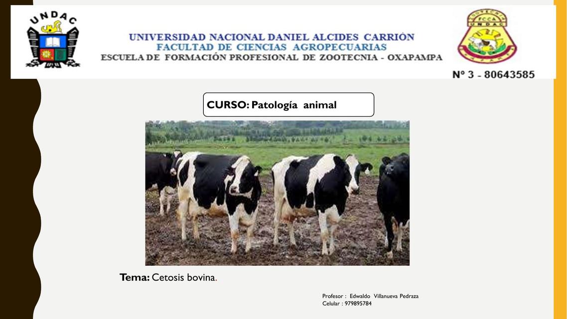 Cetosis Bovina 