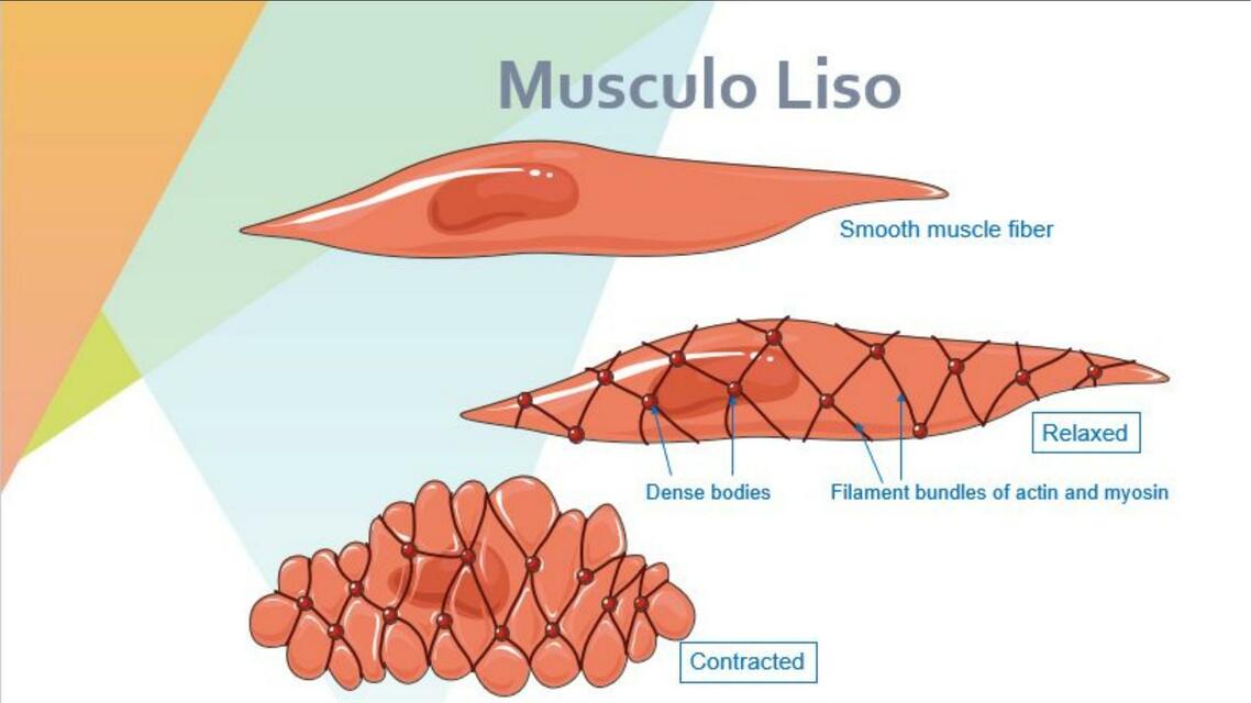 Musculo liso 