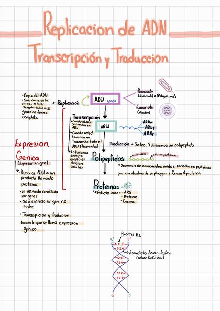 Replicación de ADN - Transcripción y Traducción