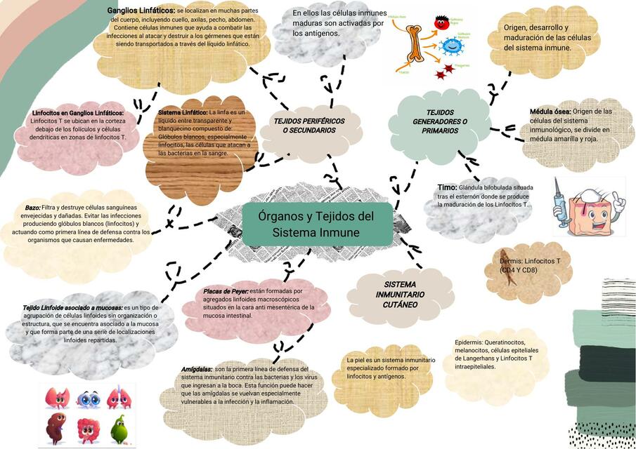 Órganos y Tejidos del Sistema Inmune