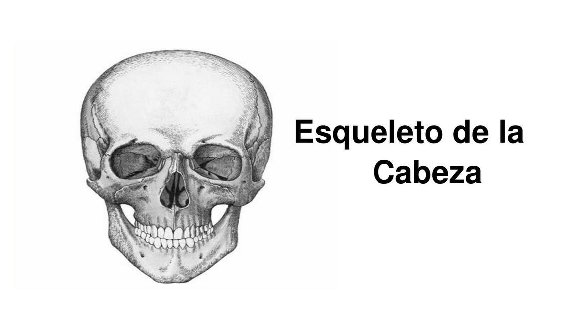 Esqueleto de la Cabeza