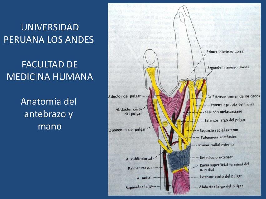 Anatomía del Antebrazo y Mano