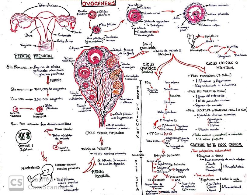 GAMETOGÉNESIS