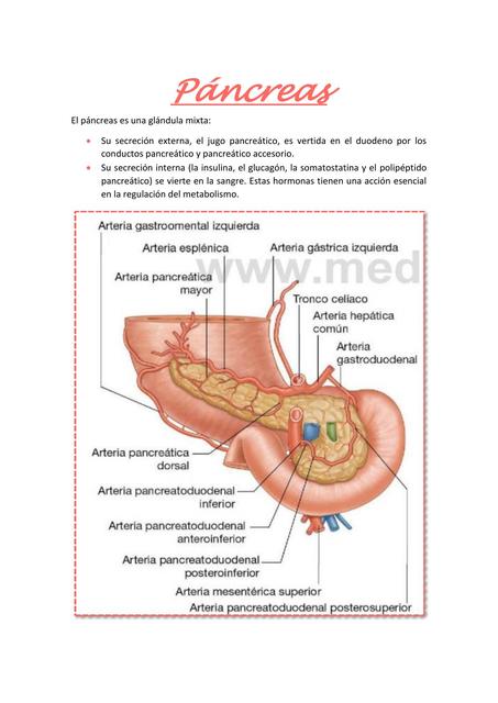 Páncreas