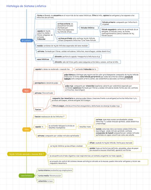 Histología del Sistema Linfático