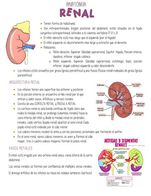 Anatomía y Fisiología Renal 