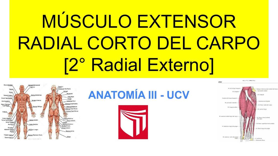 Músculo Extensor Radial Corto del Carpo 