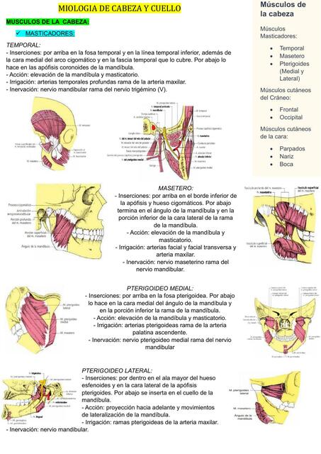 Miología de Cabeza y Cuello 