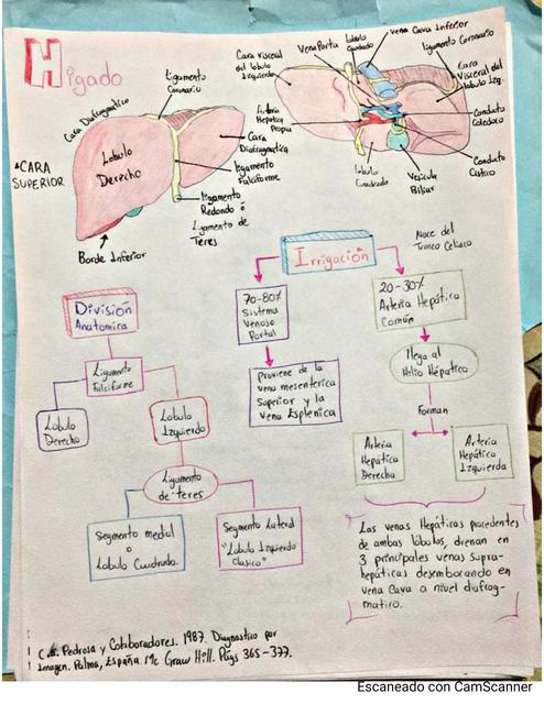 Anatomía del hígado Dr Arrinda