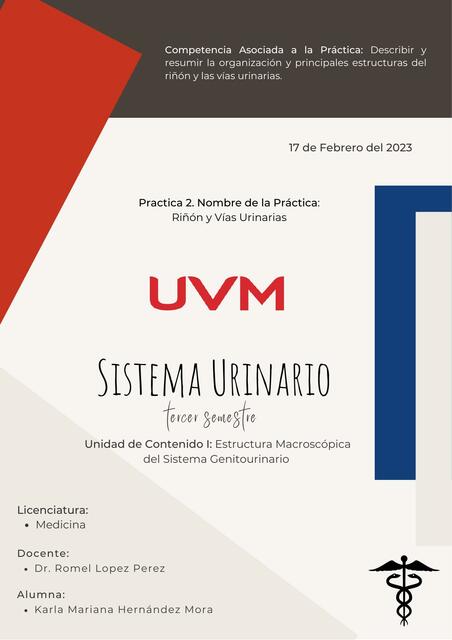 Estructura Macroscópica del Sistema Genitourinario