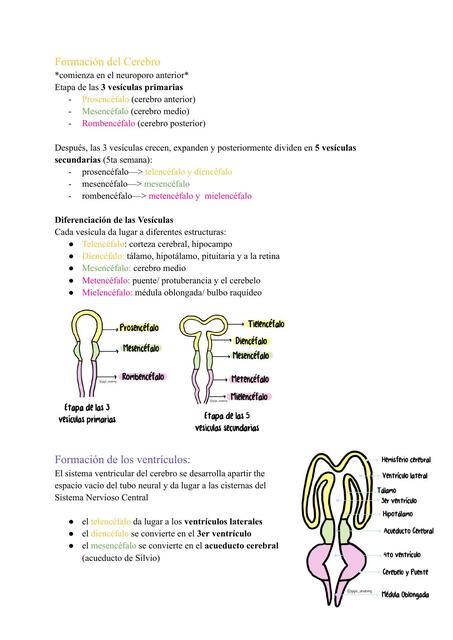 Desarrollo Embriológico del Cerebro 