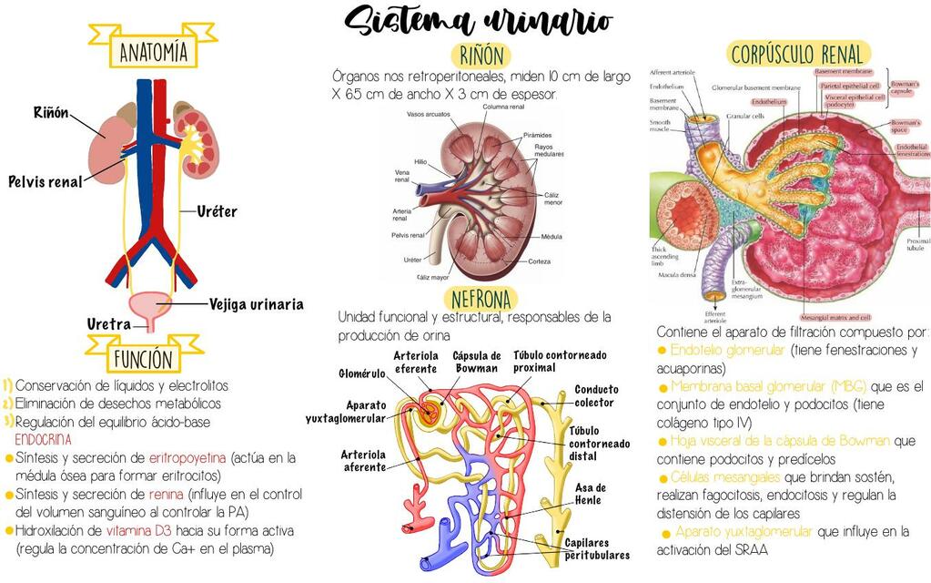 Sistema urinario