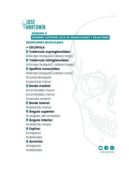 Miembro Superior Lista de Inserciones y Relaciones 