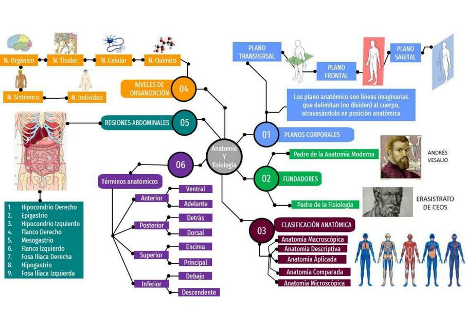 Anatomía y Fisiología 