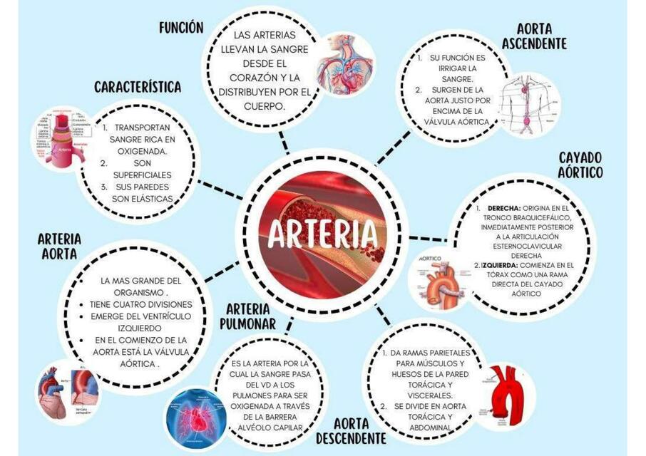 Arteria