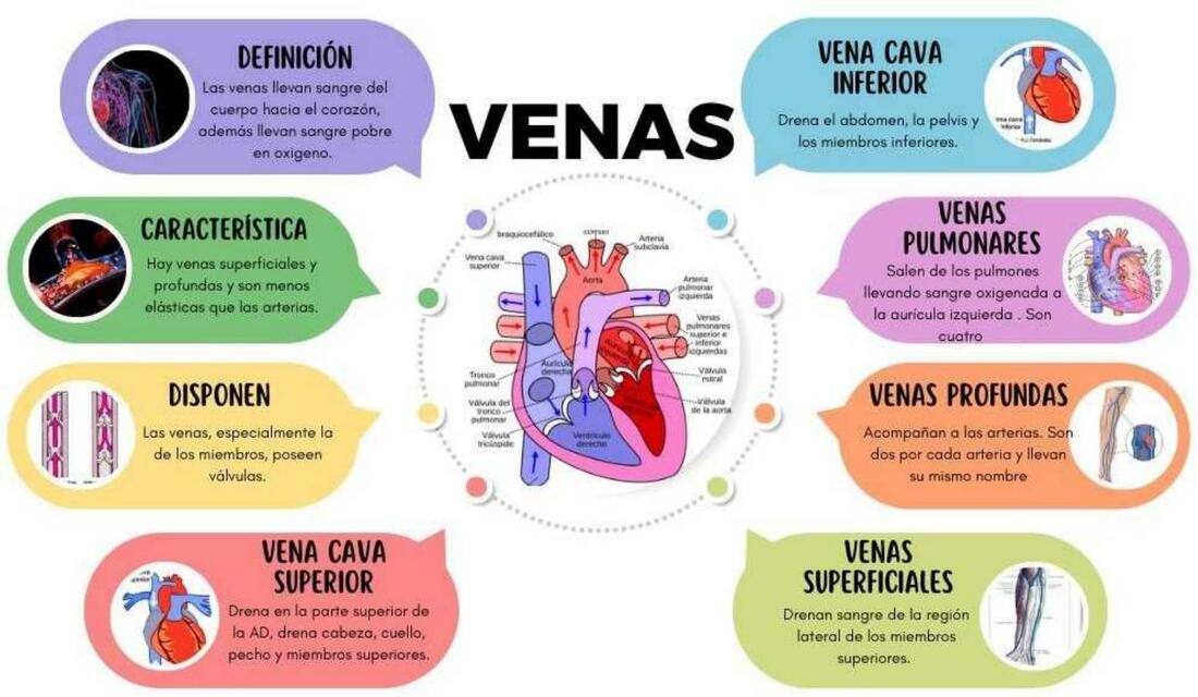 Venas 