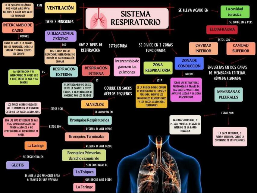 Sistema respiratorio