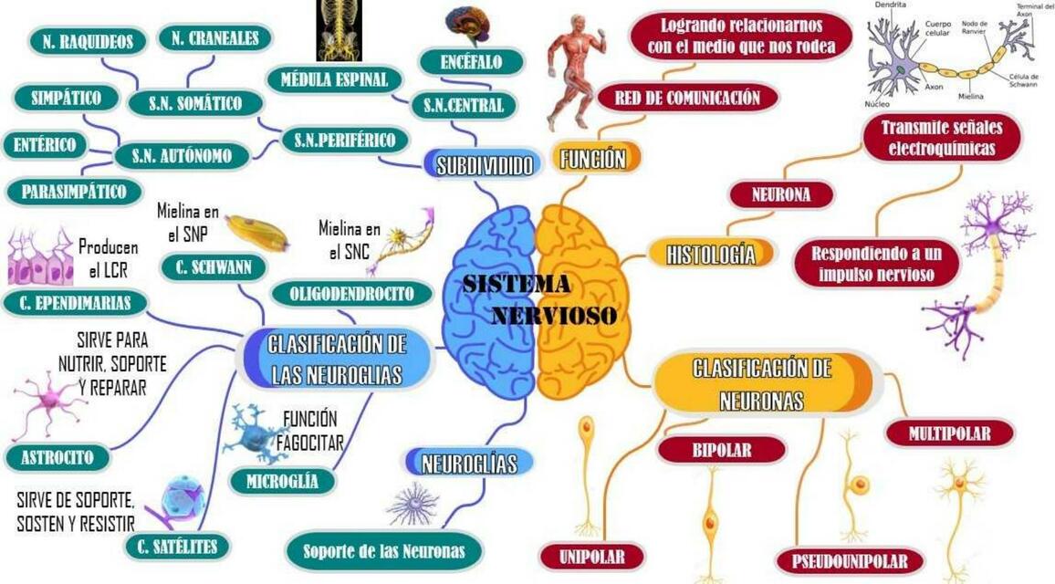 Sistema Nervioso 