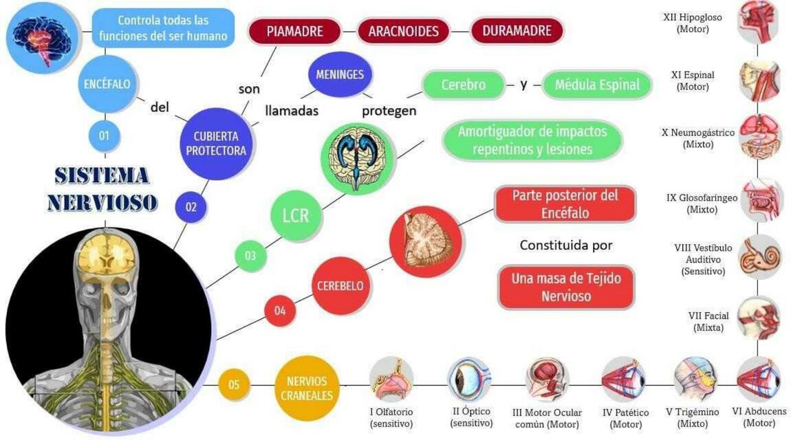 Sistema nervioso - parte 2