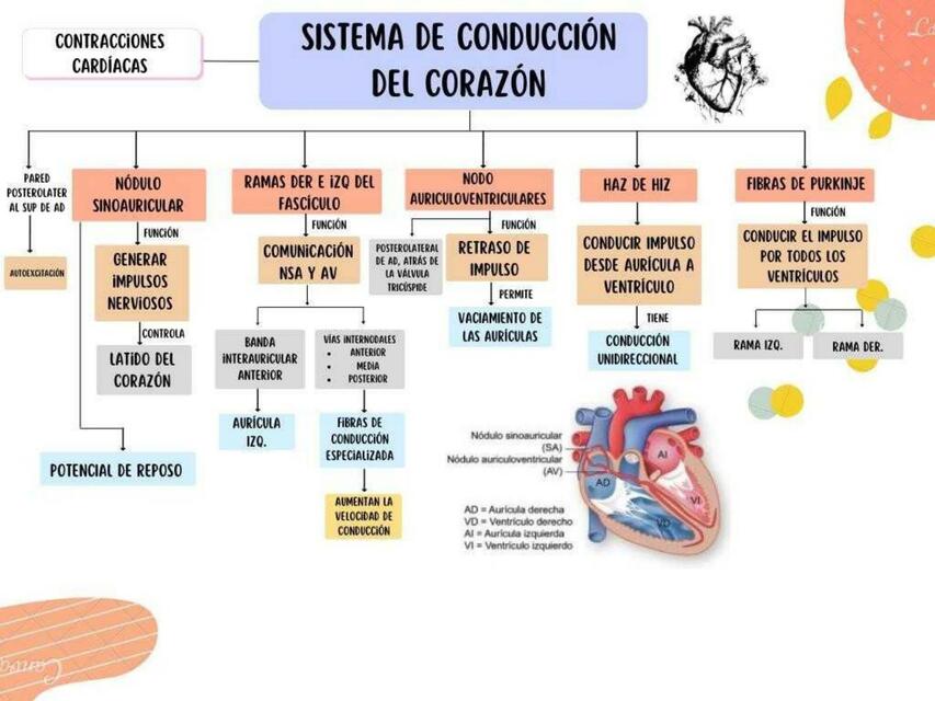 Sistema de conducción del corazón