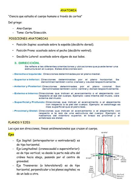 Anatomía 