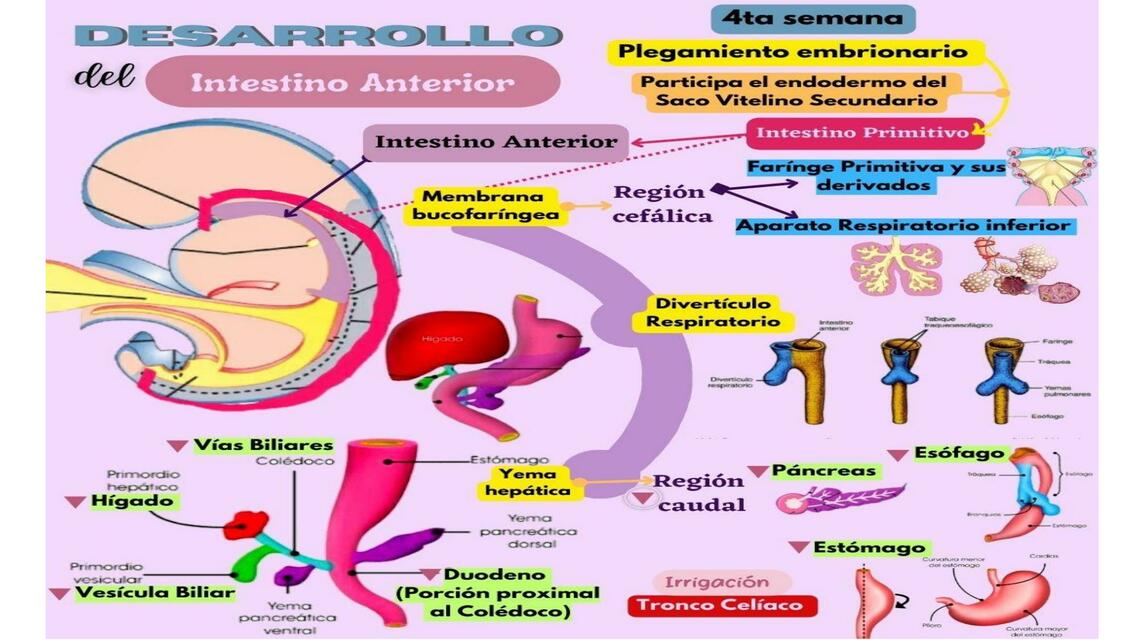 Derivados del intestino anterior 