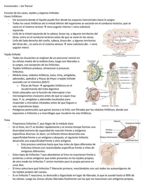 Fisiología 