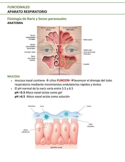 Aparato Respiratorio 