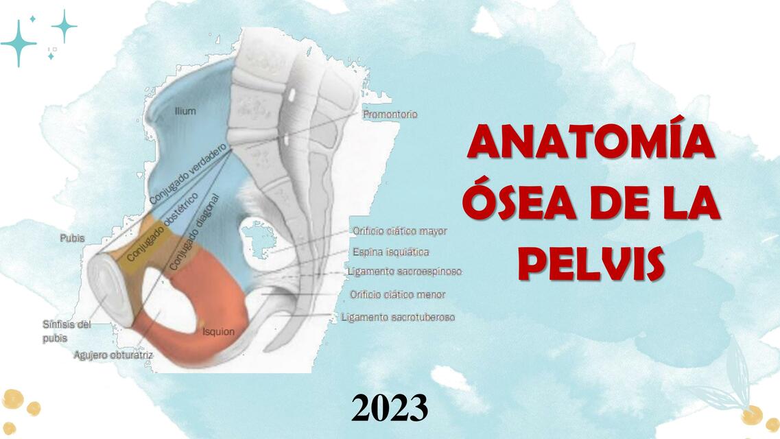 Anatomía Ósea de la Pelvis 