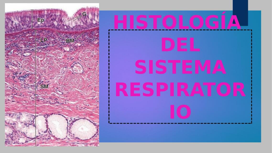 Histología sistema respiratorio