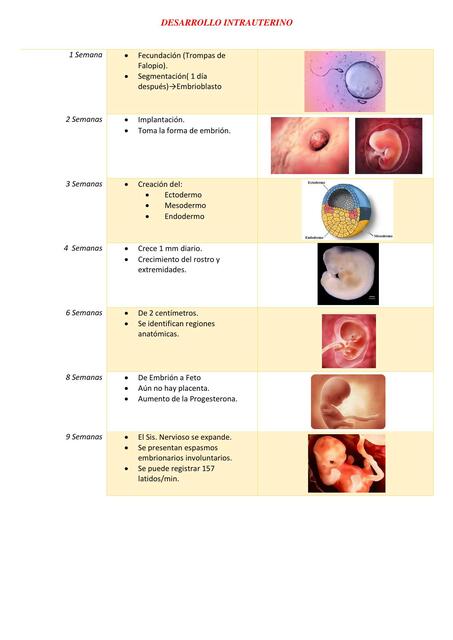 Desarrollo intrauterino