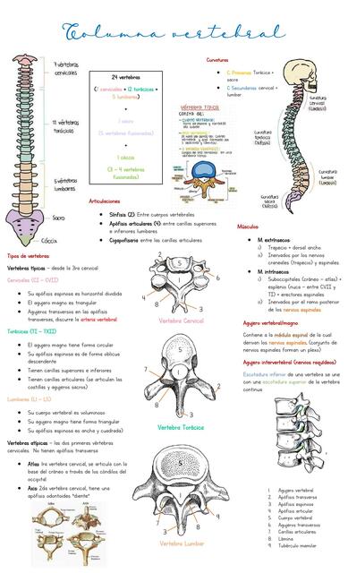 Columna Vertebral y Caja Torácica