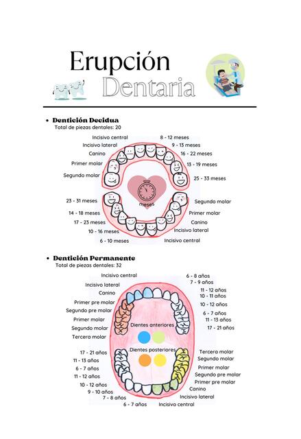 Erupción Dentaria