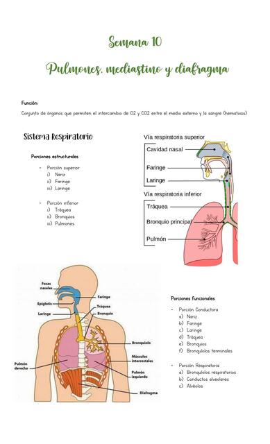 Pulmones, Mediastino  y Diafragma