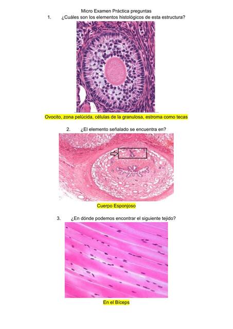 Histología- Placas