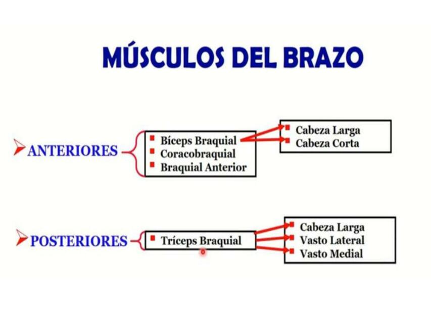 Músculos del Brazo