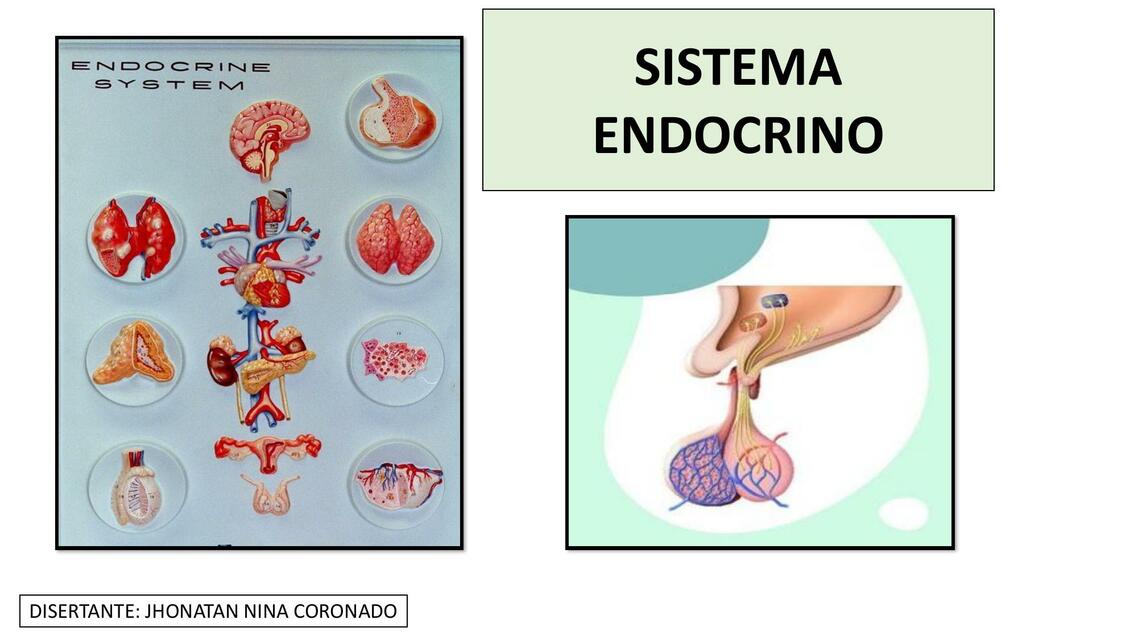 Sistema Endocrino 