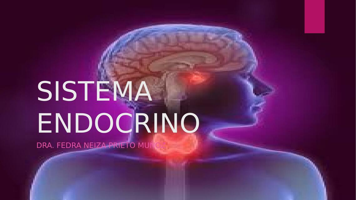 Sistema endocrino