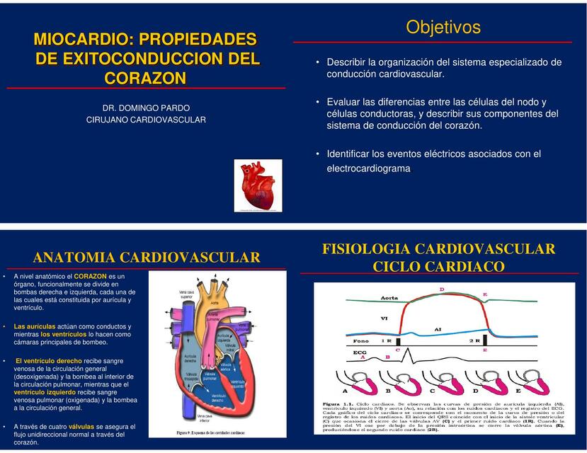 Miocardio: propiedades de exitoconducción del corazón