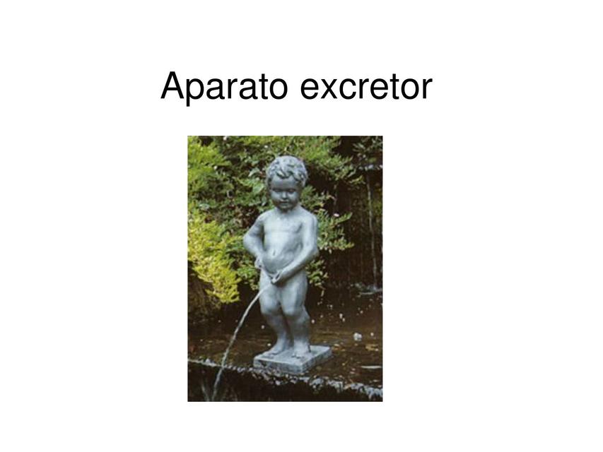 Aparato excretor  