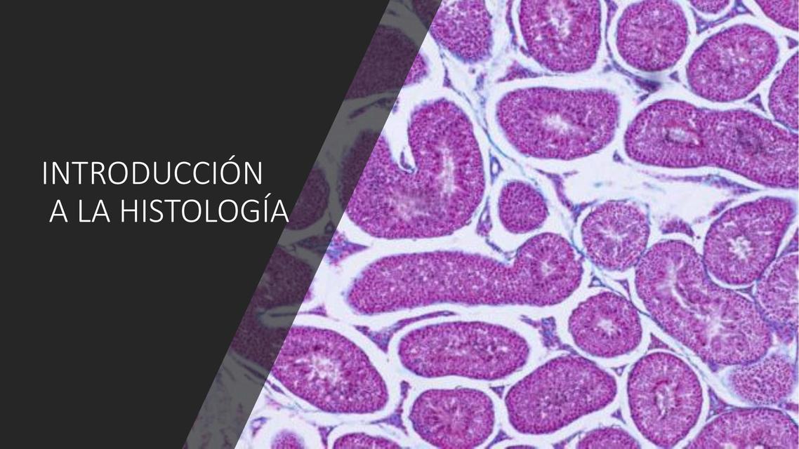 Introducción a la histología 