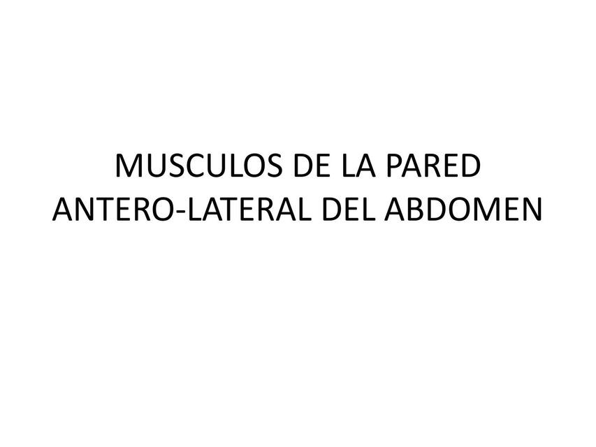 Músculos  De La Pared Antero  Lateral Del Abdomen 