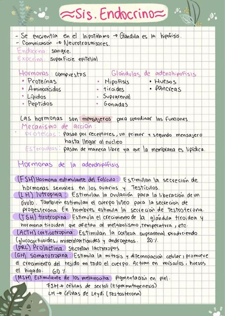 Sistema endocrino 