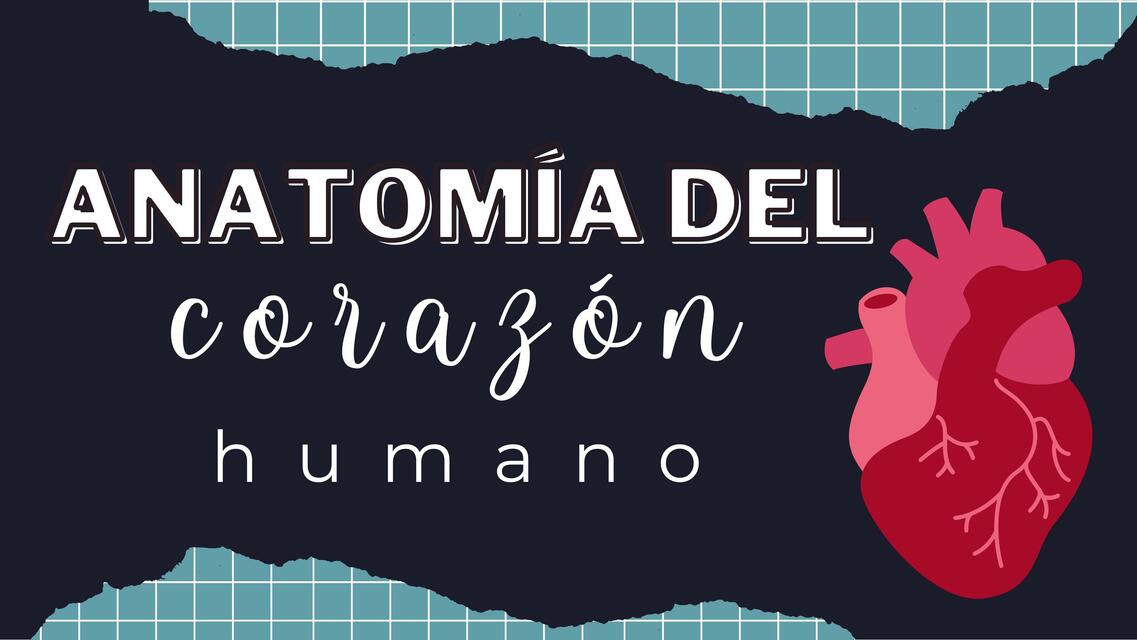 Anatomía del Corazón Humano 