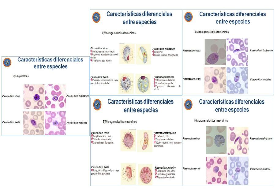 Imagenes de Plasmodium